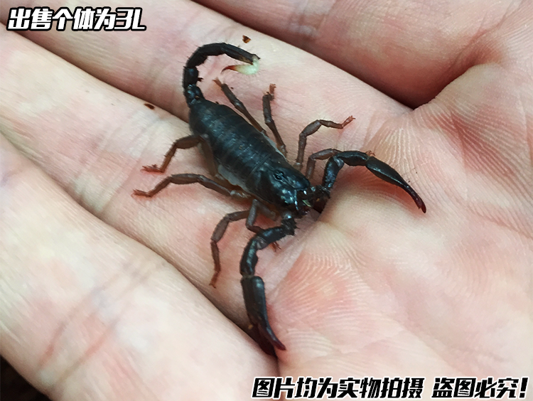 印度红爪雨林蝎5cm左右 另类宠物蝎子活体 送豪华饲养