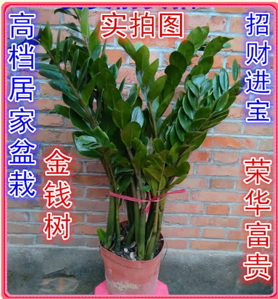 金钱树苗盆栽大室内客厅高档绿植花卉包邮钱串花盆栽象征荣华富贵