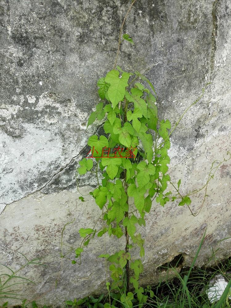 攀援爬藤 阳台绿色植物 薇甘菊 非爬山虎 生长快 慎种 4棵包邮)_快乐