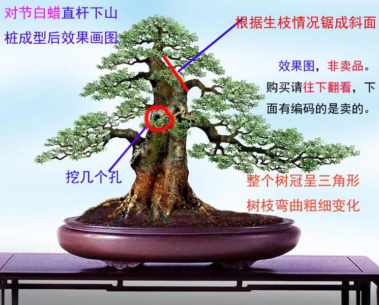 【对节白蜡盆景9组下山桩熟桩】对接白腊树桩盆栽花卉直杆大树型
