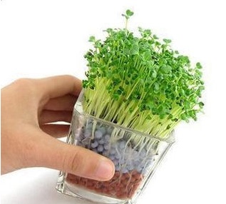 ECOEY 办公桌小盆栽迷你绿植负离子水培小盆