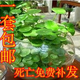 桌面水培植物铜钱草有氧盆栽金钱草绿植防辐射净化空气