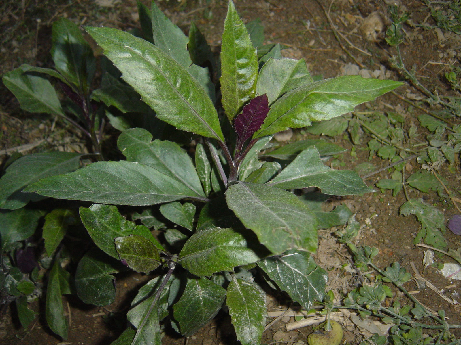补血菜苗 枸杞菜苗  养心菜苗  人参菜苗  盆载食用阳台菜苗