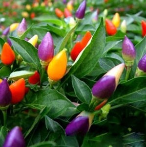 七彩辣椒 五彩观赏椒 朝天椒种子 樱桃椒 盆栽五彩椒苗 微景观