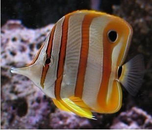 印尼三间火箭蝶鱼 海水鱼 生物 观赏鱼 活体 水族用