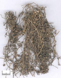 中药材 正品野生 白花蛇舌草 500克