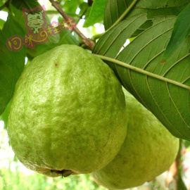 [广西巴马二手房]评价 巴马二手房怎么样