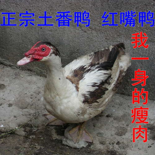 名称:收来苏北农村散养土鸭,也叫番鸭,红嘴鸭,飞鸭,藤子