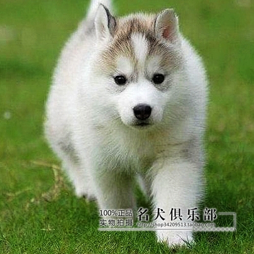 热销狗狗 宠物狗狗正三火灰白哈士奇犬幼犬纯
