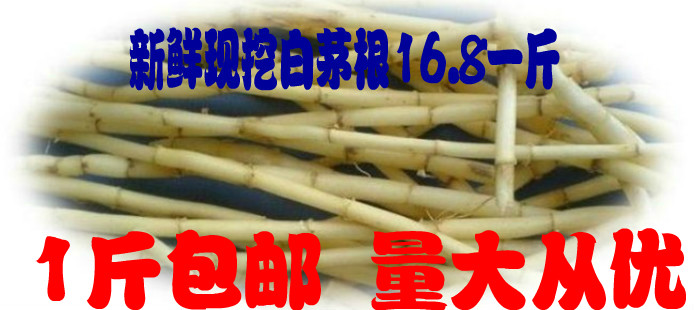 新鲜白茅根/现挖野生白茅根/新鲜茅草根/中药材竹蔗矛根/一斤包邮