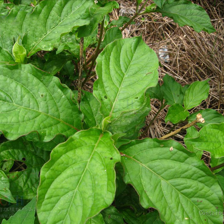 土牛膝/牛膝 本草铺中药材  50克正品