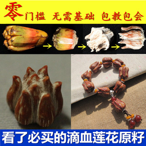 滴血莲花原籽 菩提子 血莲花手串 批发野菠萝原料 海南爱莲君子会