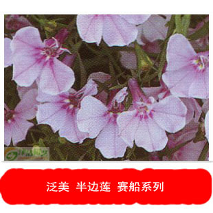 泛美PanAmerican Seed 进口分装花卉 半边莲种子 赛船系列 10色