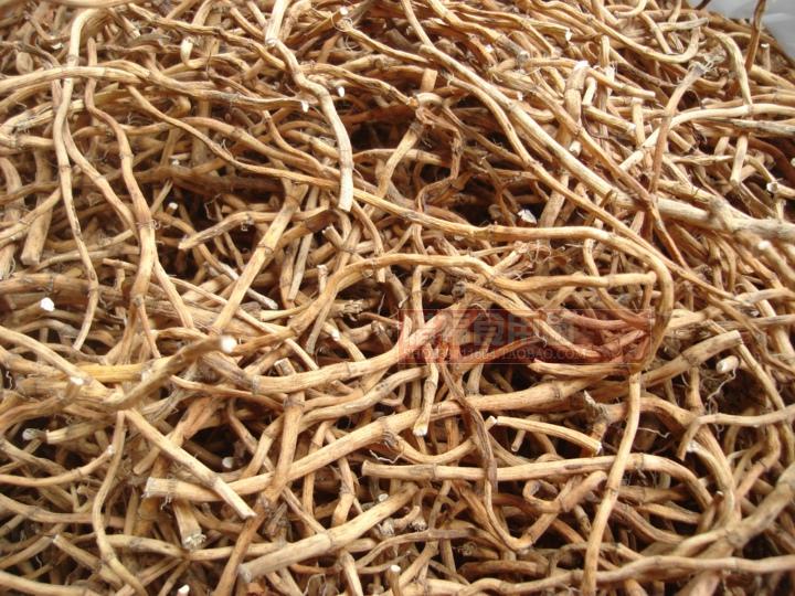 全国包邮 野生干鱼腥草茶 折耳根鱼腥草根 上品中药材不满意包退