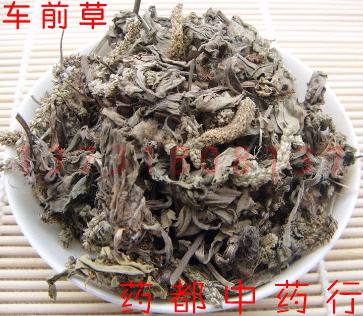 中药材 车前草 50克 钱贯草、野甜菜、车轮菜、五筋草、牛遗