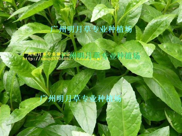 神仙草降糖草 益寿草富贵菜 白凤菜（鲜叶/每斤送1两 降糖降压）