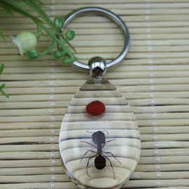 [千年虫昆虫标本]评价 夺命千年虫怎么样