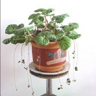 盆栽常绿植物虎耳草 吊芙蓉 金丝荷叶、吊金钱 装饰假山 可药用