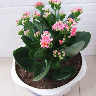 长寿花圣诞伽蓝菜室内花草植物 盆栽四季花卉室内盆栽绿植包邮