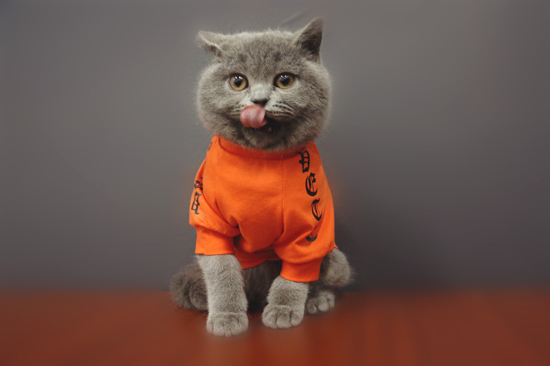 独家手工亲子装宠物猫咪服装夏季短袖纯棉汉字文艺机智少女狗狗服