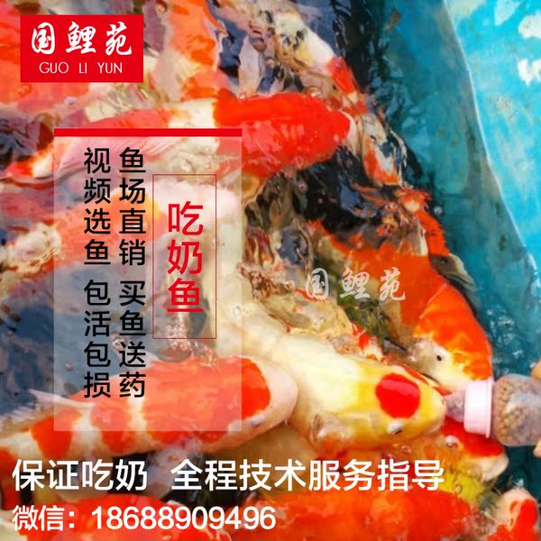 热销宠物 批发纯种日本锦鲤吃奶鱼活体喂奶鱼
