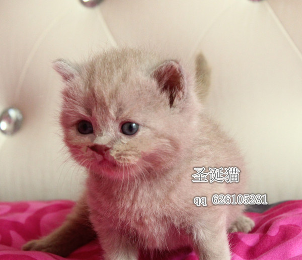 热销宠物猫 出售 英国短毛猫英短蓝猫宠物猫稀