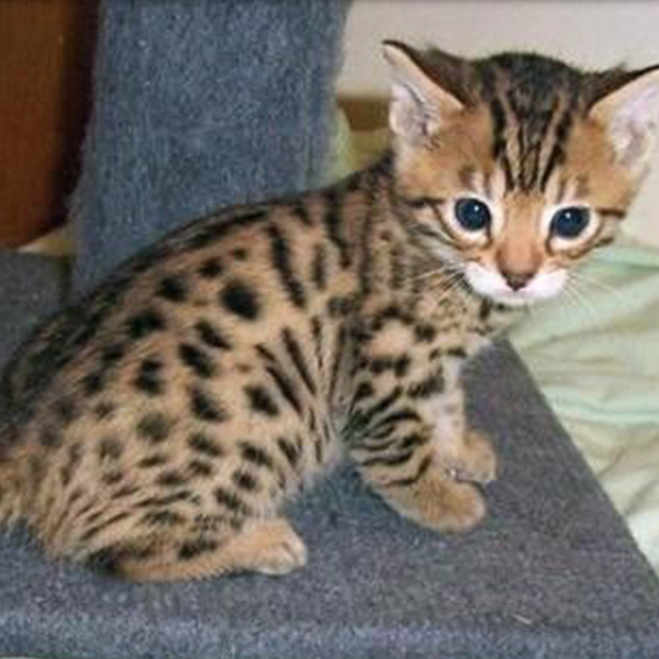 种猫 价格咨询客服 全国发货 孟加拉豹猫 猫咪 