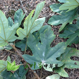 推荐最新七指毛桃 七指毛桃图片信息资料