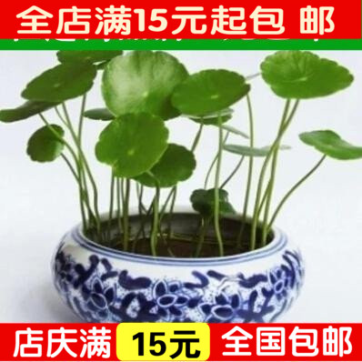 土培水培铜钱草 金钱草 室内绿植净化空气 防辐射 想赚钱养钱钱