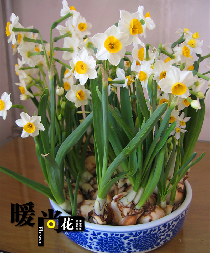 水仙花种球耐寒室内水培绿植花卉风信子百合种球大洋水仙净化空气