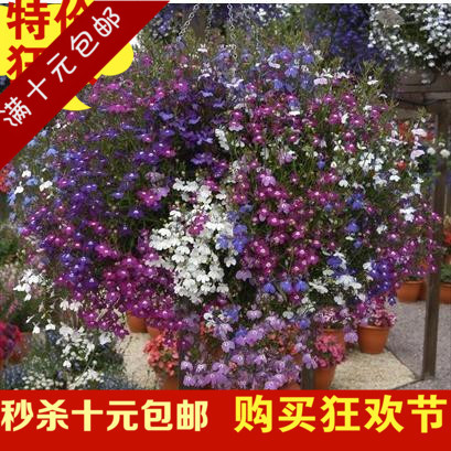 包邮 低价 六倍利种子 垂吊半边莲 翠蝶花蓝色 阳台吊兰花种子籽