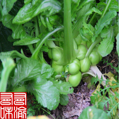 包邮新鲜榨菜头重庆涪陵菜疙瘩绷绷菜菱角菜青菜头瓜儿菜5斤