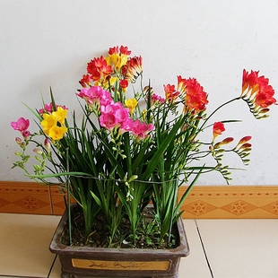 花卉 包邮盆栽植物小苍兰花卉盆栽花草盆栽室内花卉 香雪兰种球单球