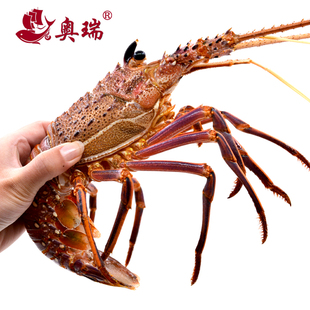 【奥瑞】舟山东海原产地海鲜刺龙虾野生特级新鲜大龙虾螯虾
