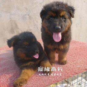 特价德牧幼犬宠物狗铁包金长毛德国牧羊犬黑背弓背无血统证书048