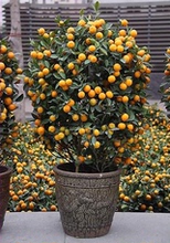 橘子树苗 柑桔盆景 金橘盆景 室内盆栽绿植花卉植物金桔盆栽观赏