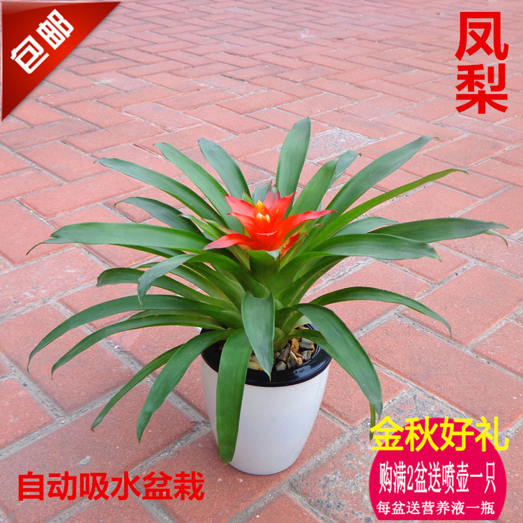 凤梨]空气凤梨怎么养评测 空气凤梨怎么繁殖图