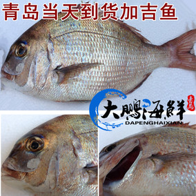 野生加吉鱼加利鱼真鲷当天海捕海鱼海鲜水产鲷类550g每条