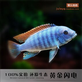 正品[三湖鲷鱼]三湖鲷鱼种类大全评测 三湖鲷鱼