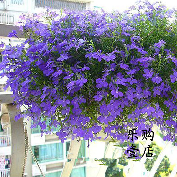 草花种六倍利翠蝶花 家庭阳台室内盆栽易种花草 四季播半边莲种子