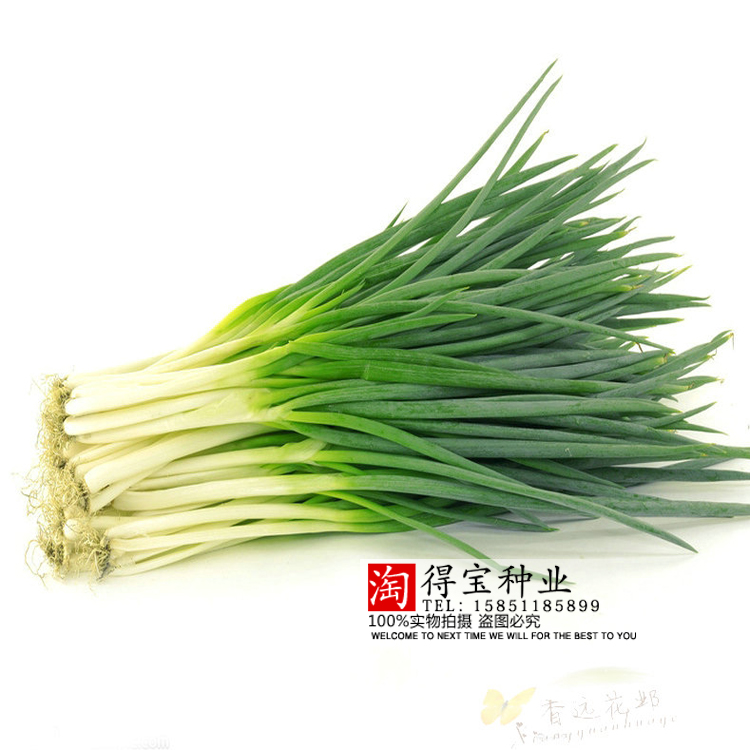 大葱籽_特价|包邮_东北大葱,大葱批发 蔬果水产
