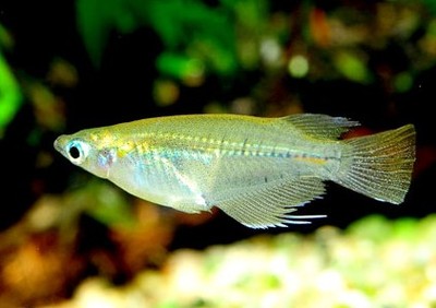 青鳉鱼 120条 包邮蓝眼灯鱼原生活体冷水活体观赏鱼群游鱼