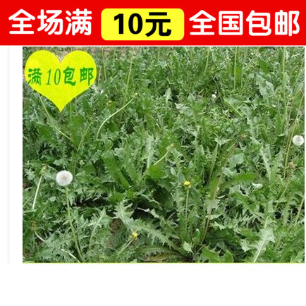 蔬菜种子紫苏种子紫叶酥种子 野生婆婆丁蒲公英种子 排毒美容消炎