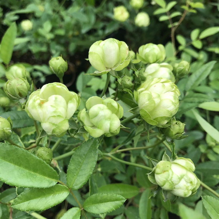 新品月季花苗 闪电月季 多头多花微月 四季勤花 绿色无限月季带花