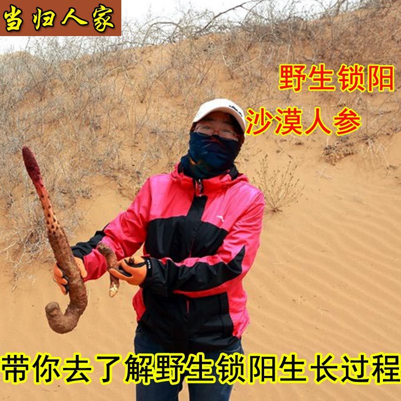 甘肃瓜州野生金锁阳250克泡酒料非新疆男女固精强肾益精沙漠人参