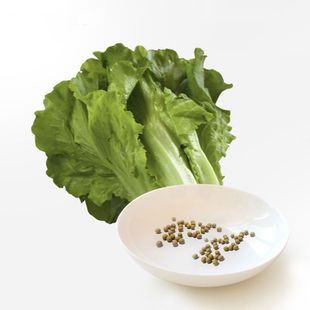 生菜keisue 美国进口/农科院种子罗马奶油罗莎橡叶生菜四季丰收 琪树