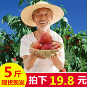 非油桃蟠桃 现摘水蜜桃时令新鲜桃子脆桃当季水果新鲜毛桃5斤装