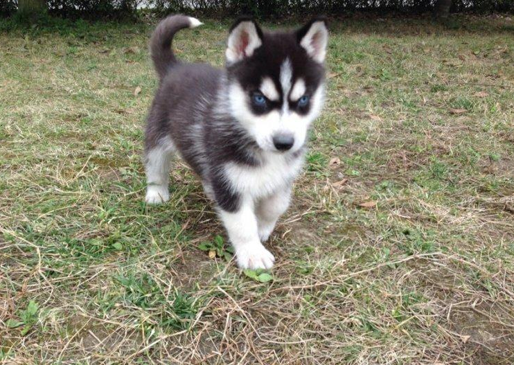 西伯利亚哈士奇犬狗狗活体宠物雪橇犬纯种幼犬家养蓝眼黑红灰棕色