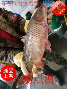 东北乌苏里江抚远县特产纯开江鱼野生鲤鱼鲤子大鲤鱼3斤 顺丰包邮