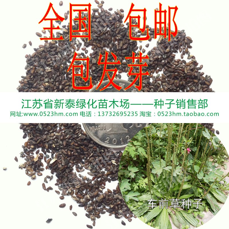 散装车前草种子批发 青猪耳草 平车前 五根草 牛甜菜 车前子包邮
